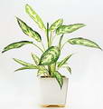 Chinese evergreen